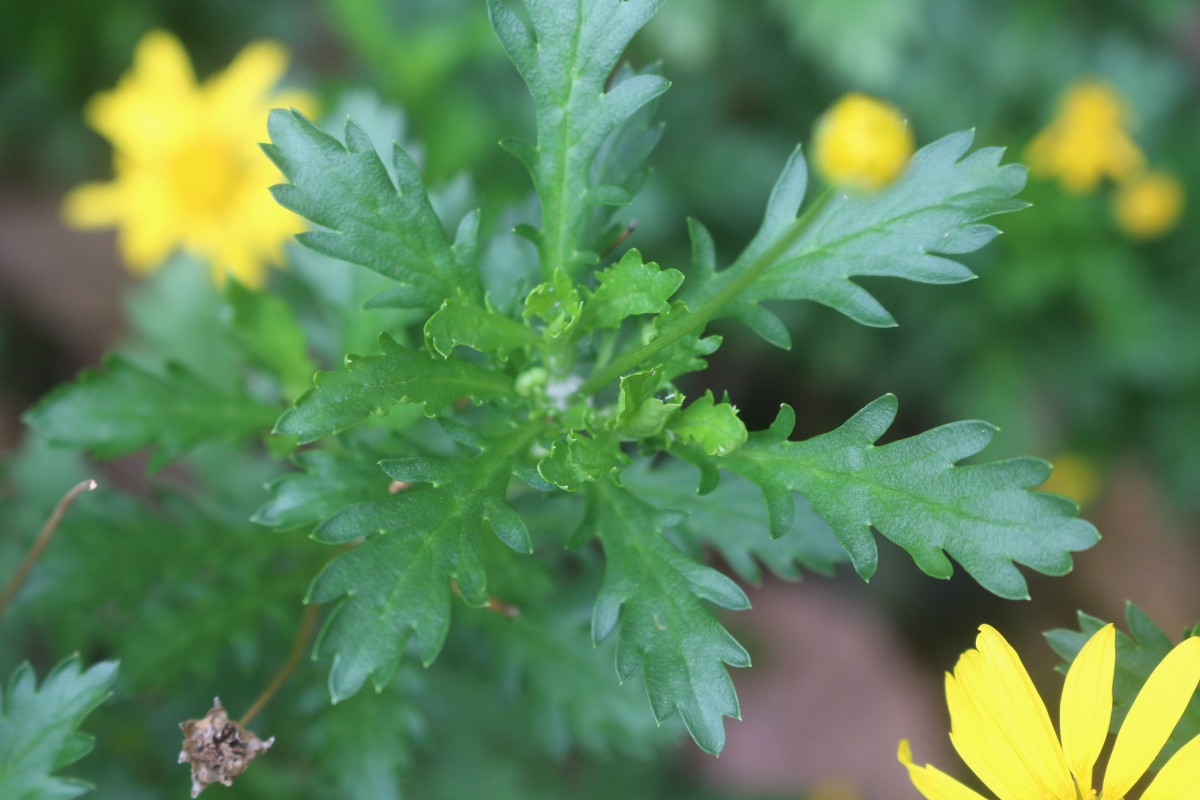 Euryops chrysanthemoides (DC.) B.Nord.